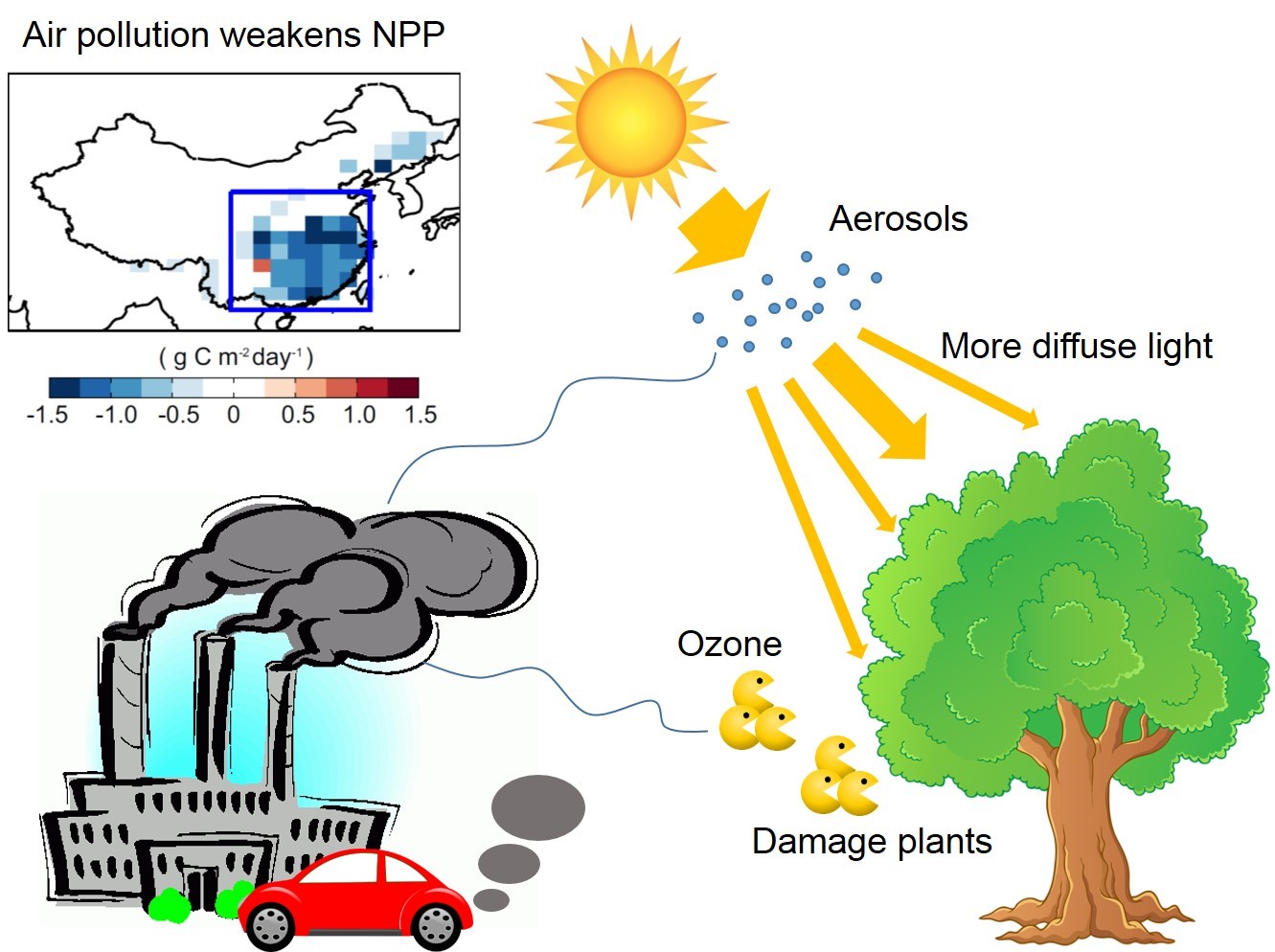 ozone-and-haze-pollution-weakens-land-carbon-uptake-in-china