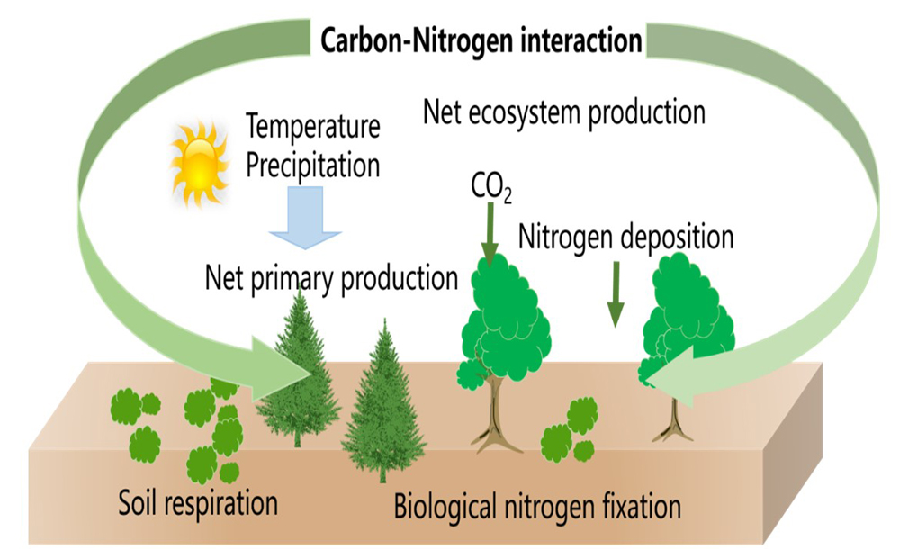 Decreasing Carbon Sink Across The Belt And Road In The Future 